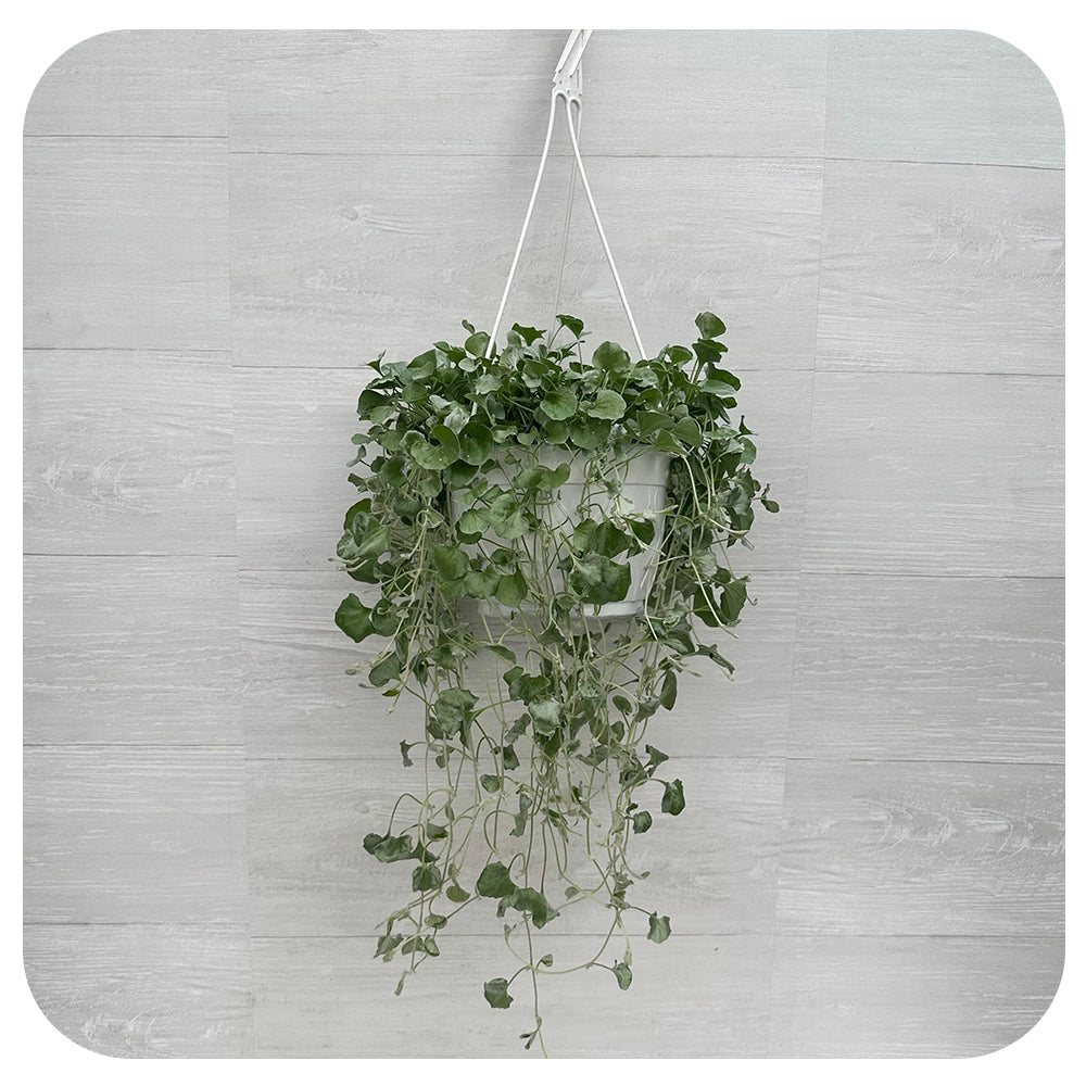 Dichondra 'Silver Falls'