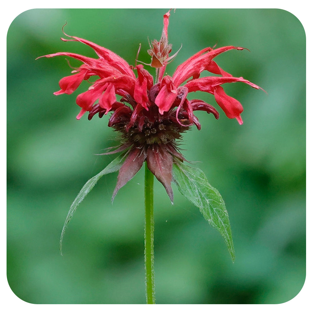 Monarda didyma / Red Bergamot (NATIVE PERENNIAL)