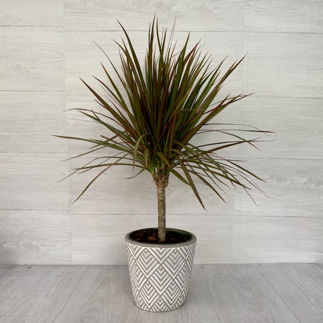 Dracaena Cane 6"