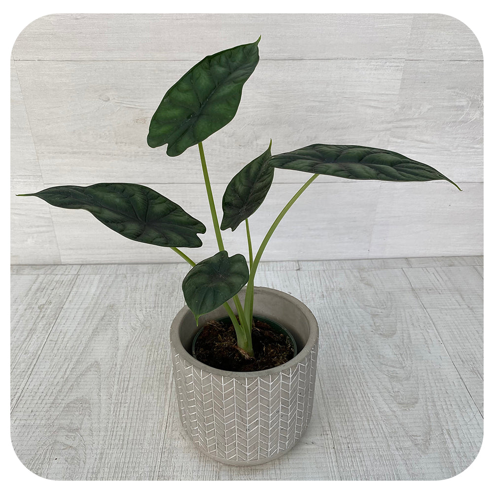 Alocasia 'Dragon Scale'