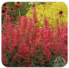 Agastache 'Kudos Coral' (Anise Hyssop)