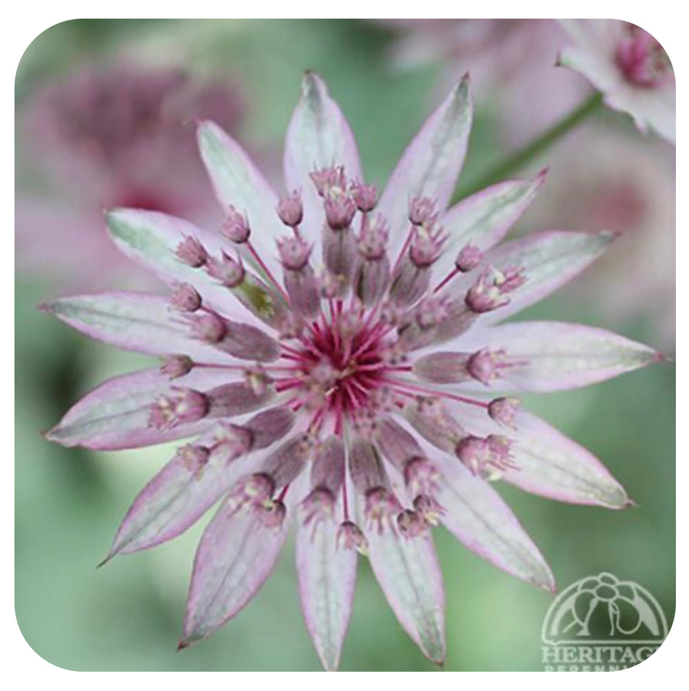Masterwort Vanilla Gorilla (Astrantia)