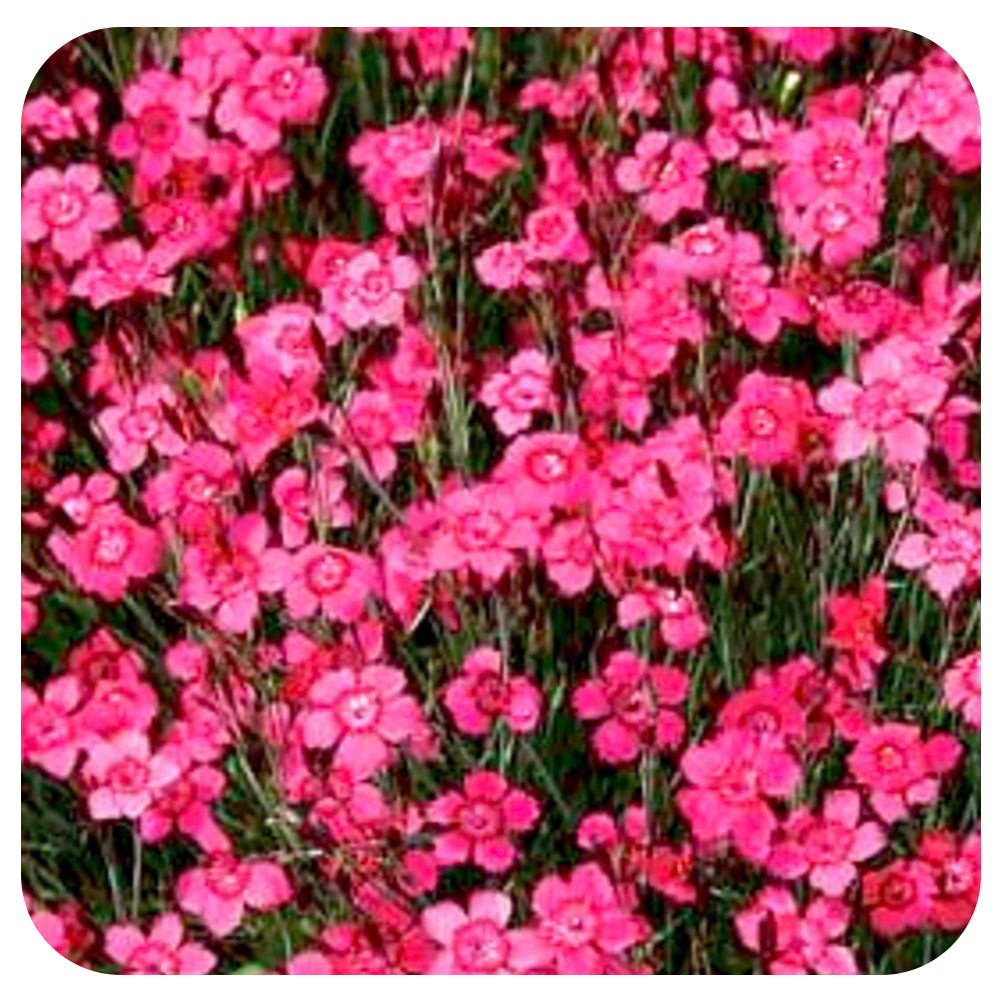 Dianthus Deltoides Confetti Carmine Rose