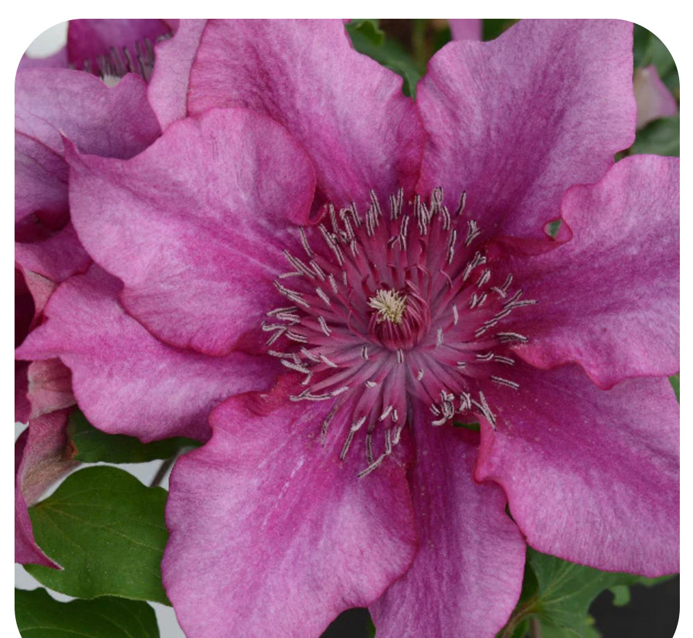 Clematis 'Elodi' (Compact Variety)