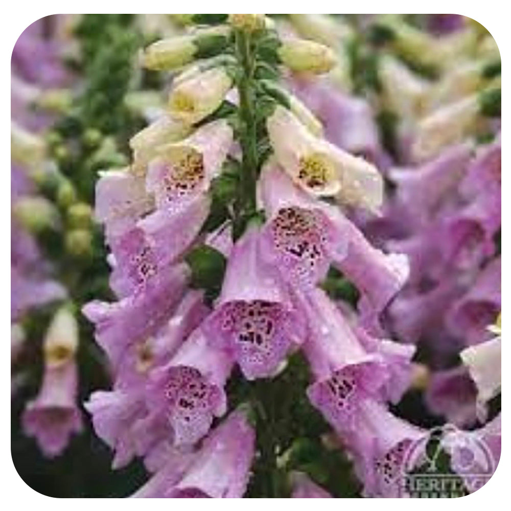 Foxglove ‘Camelot Lavender’ (Digitalis)