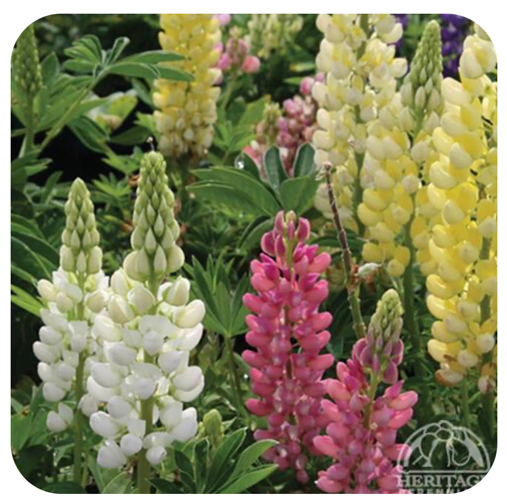 Lupin ‘Gallery Mixture’