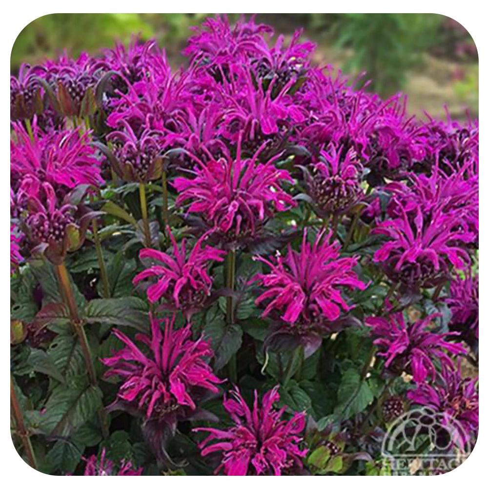 Monarda ‘Rockin' Raspberry’ (Bee Balm)