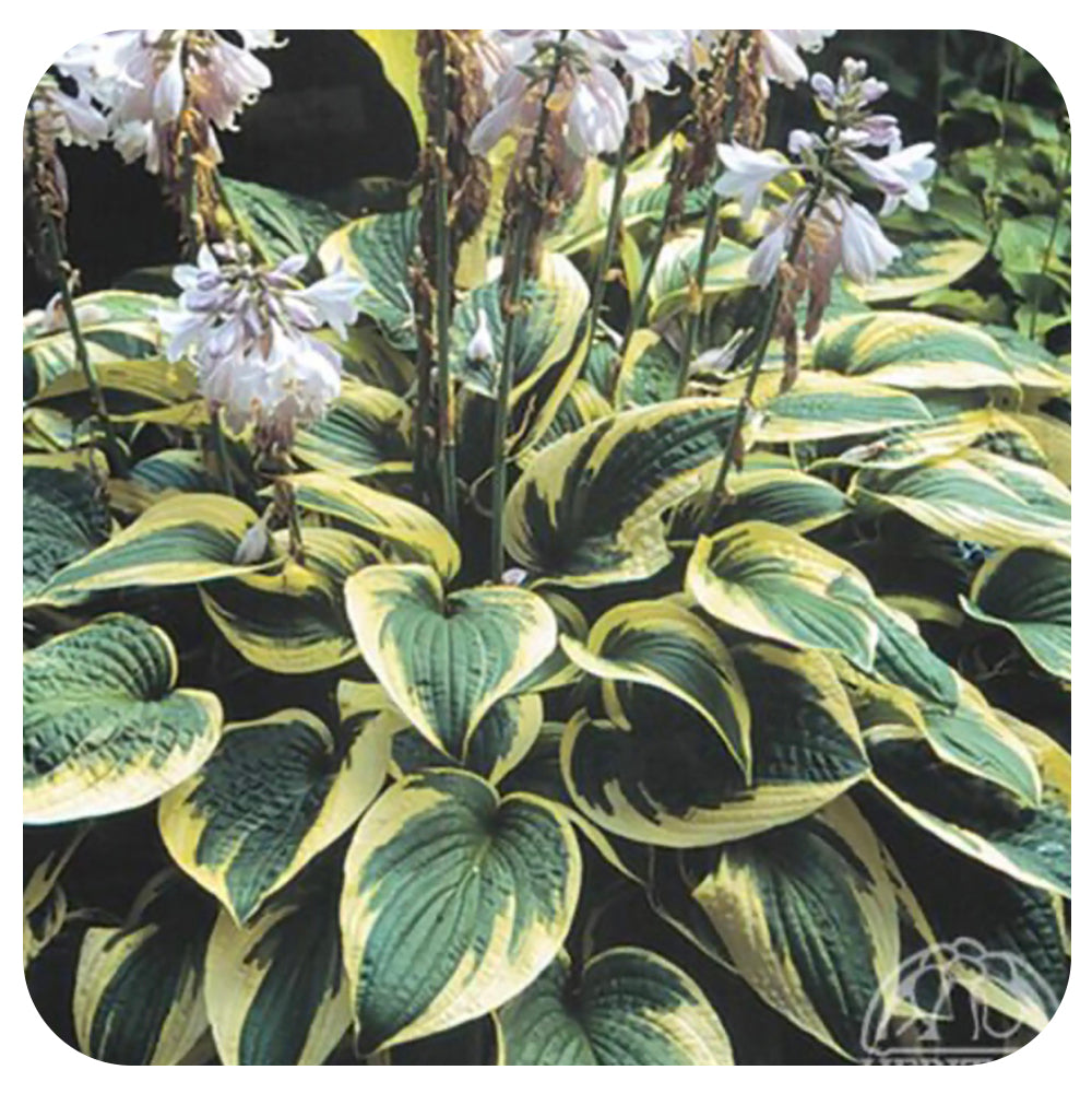 Hosta Wide Brim