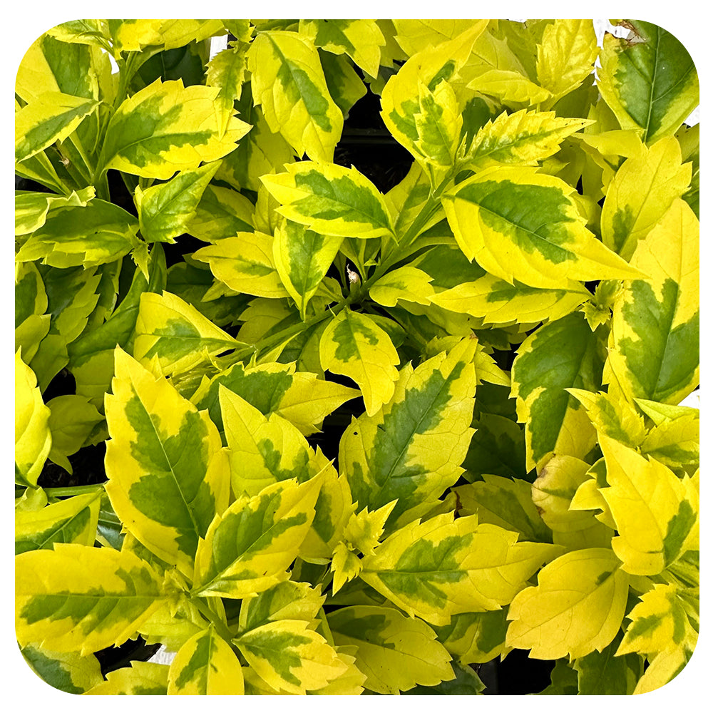 Duranta erecta 'Gold Edge'