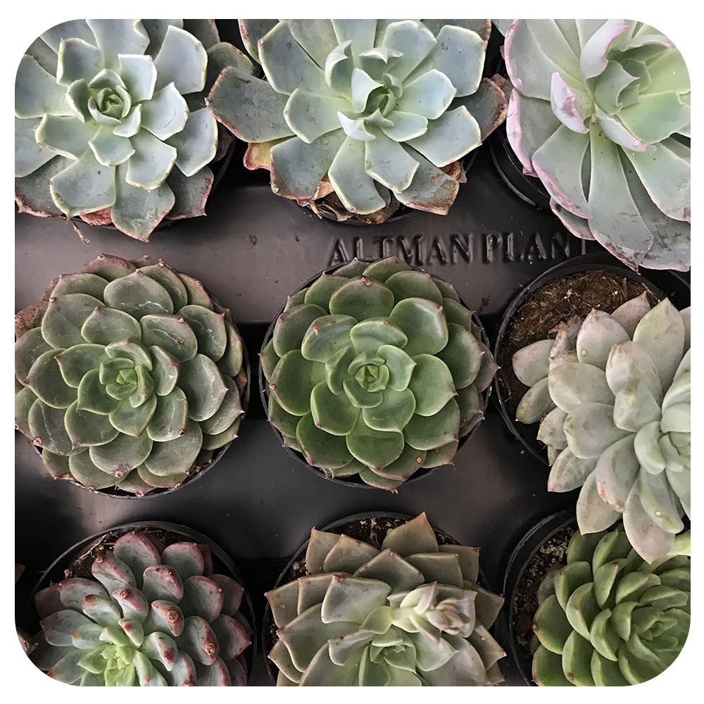 Echeveria - Assorted 2.5" (ONT)