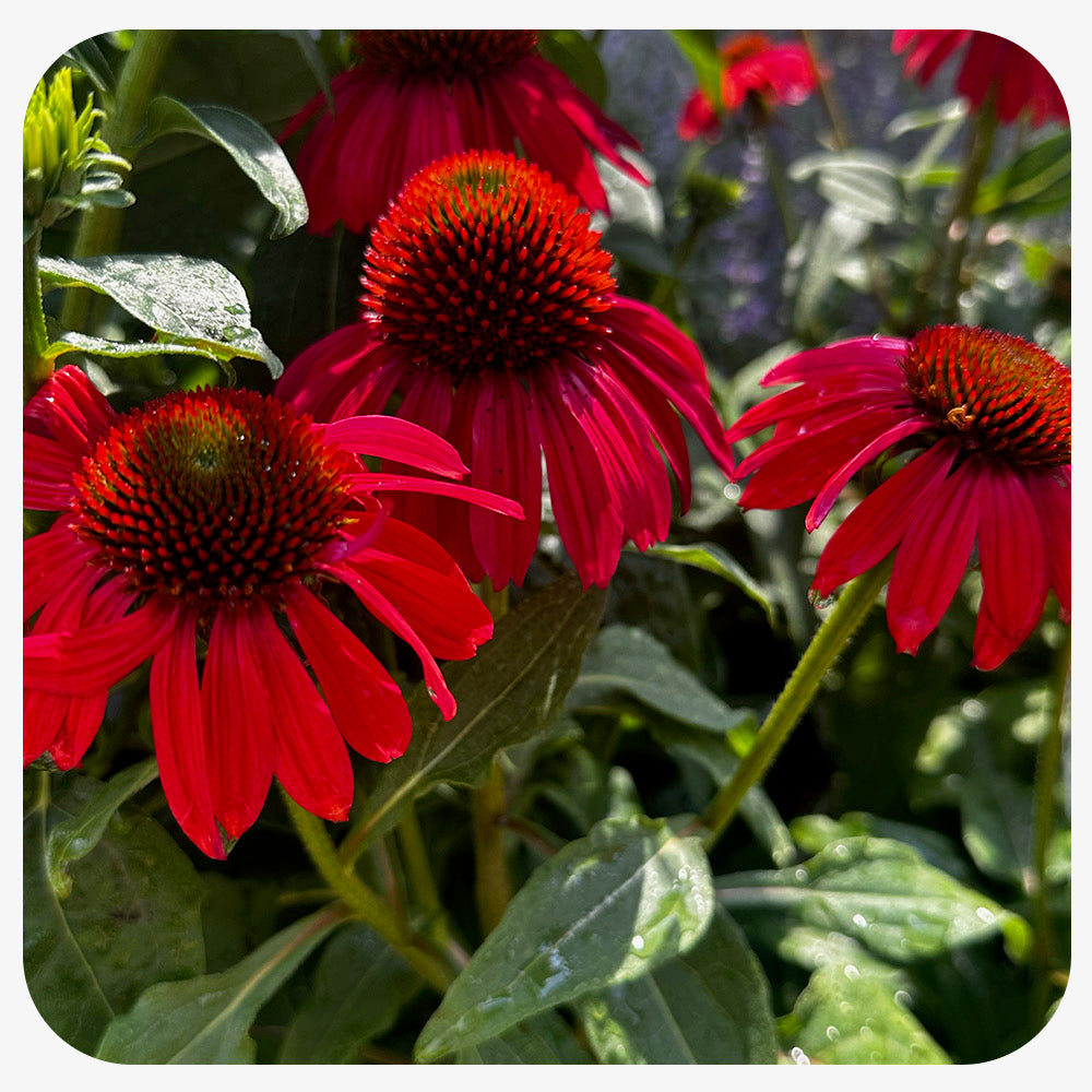 Coneflower 'Sombrero Baja Burgundy' (Echinacea)