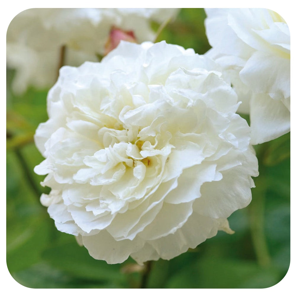 Susan Williams-Ellis by David Austin