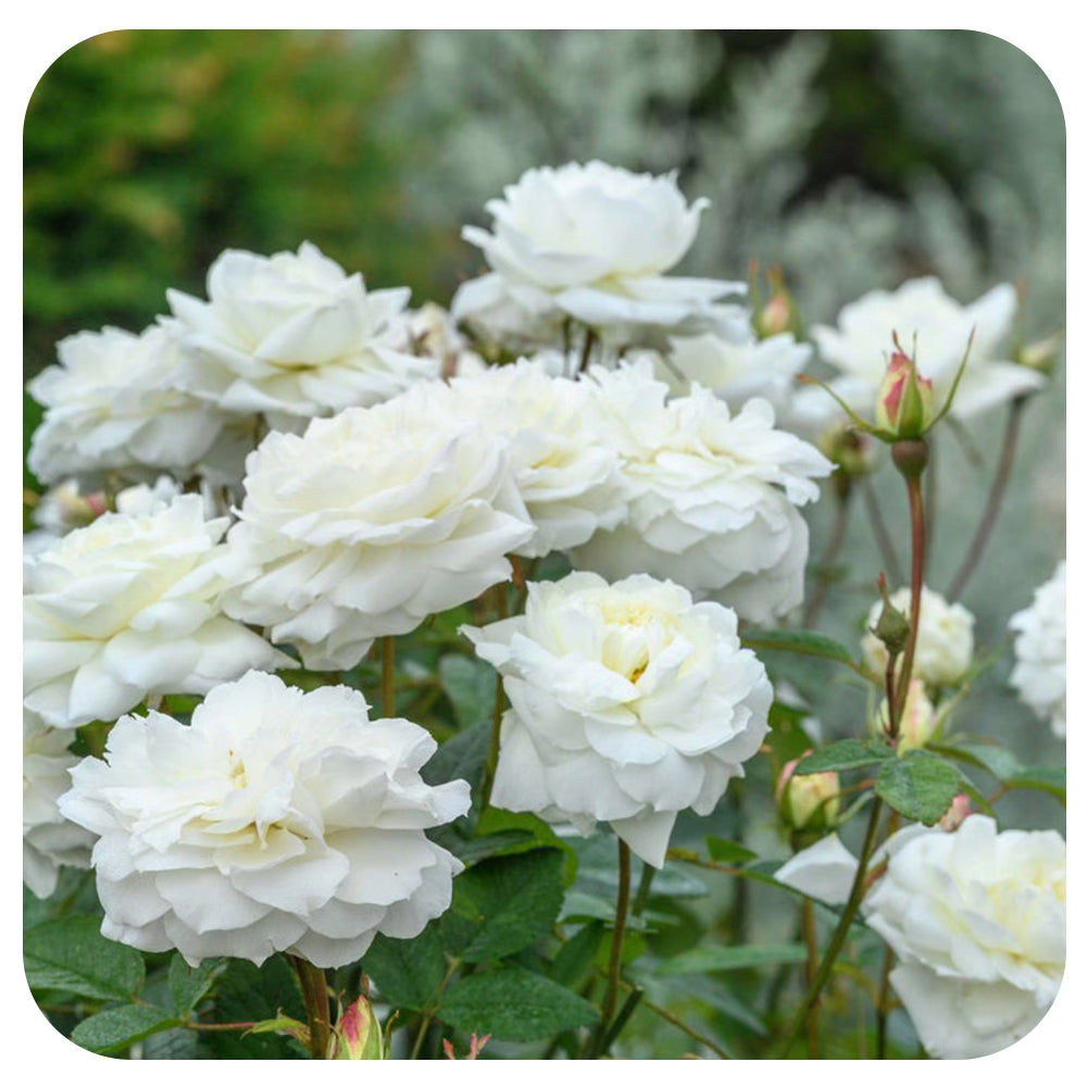 Susan Williams-Ellis by David Austin