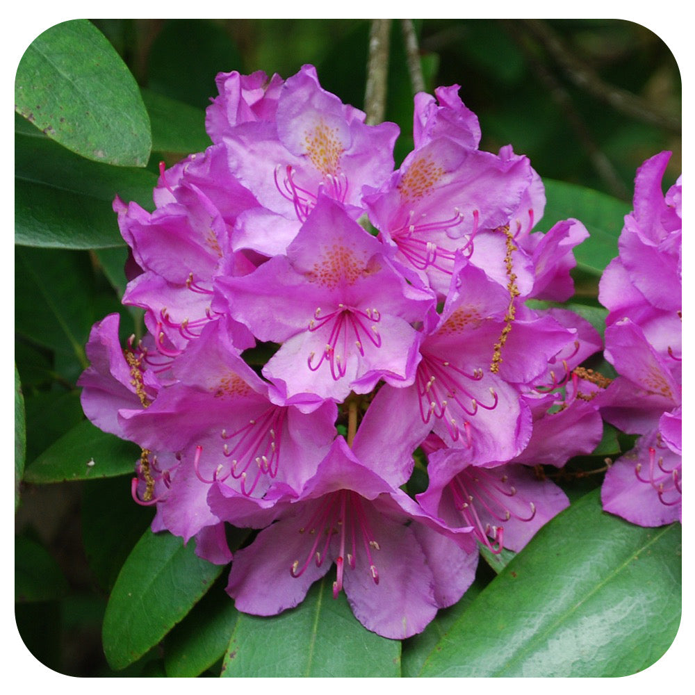 Rhododendron x 'English Roseum'