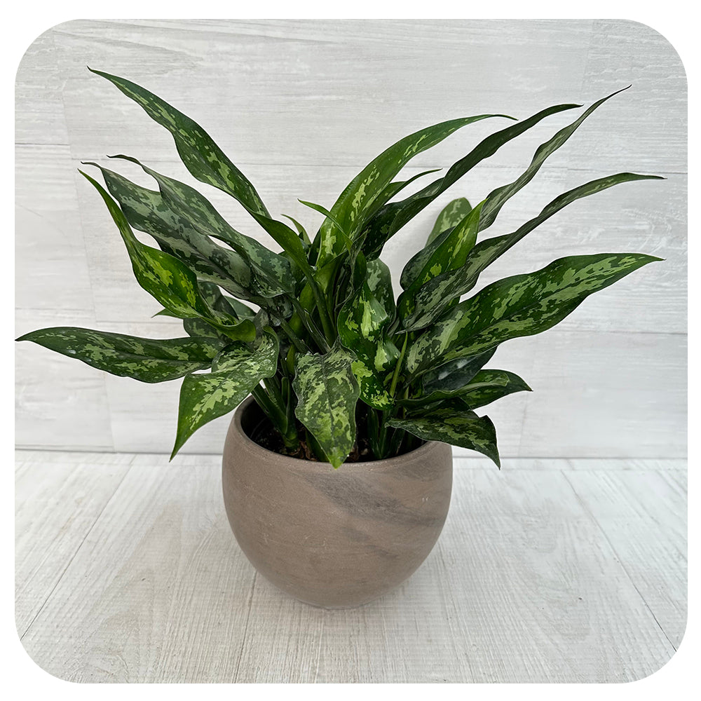 Aglaonema ‘Emerald Beauty/ Maria’ (Chinese evergreen)