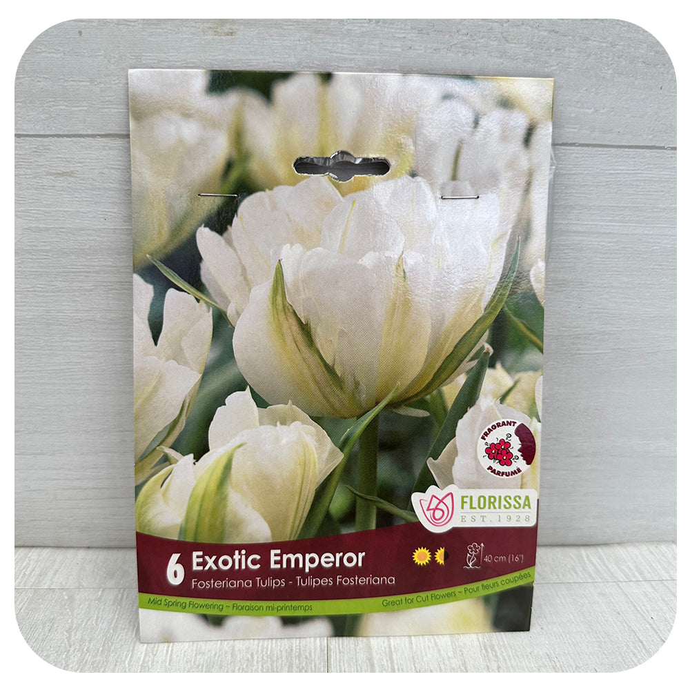 Tulip 'Exotic Emperor'