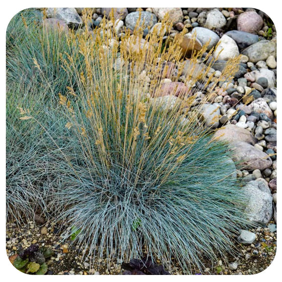 Festuca 'Boulder Blue' (Blue Fescue)