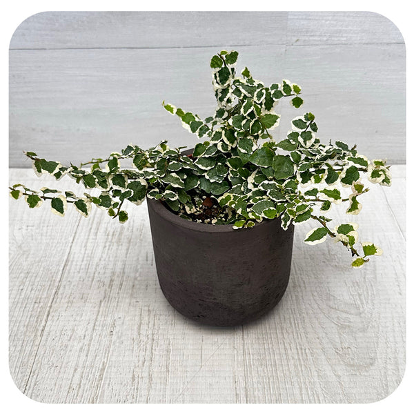 Ficus repens - variegated (Variegated Creeping Fig) - Davenport Garden ...