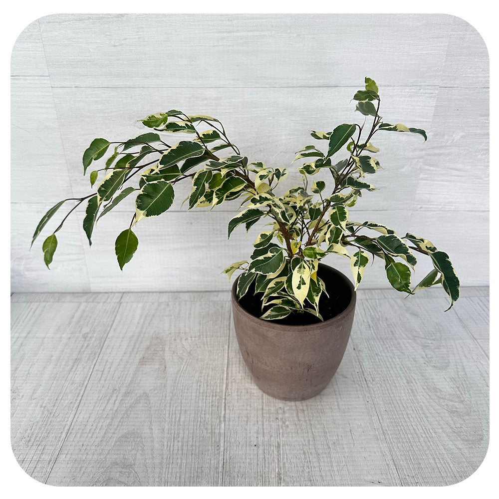 Ficus Benjamina  Bush - Variegated