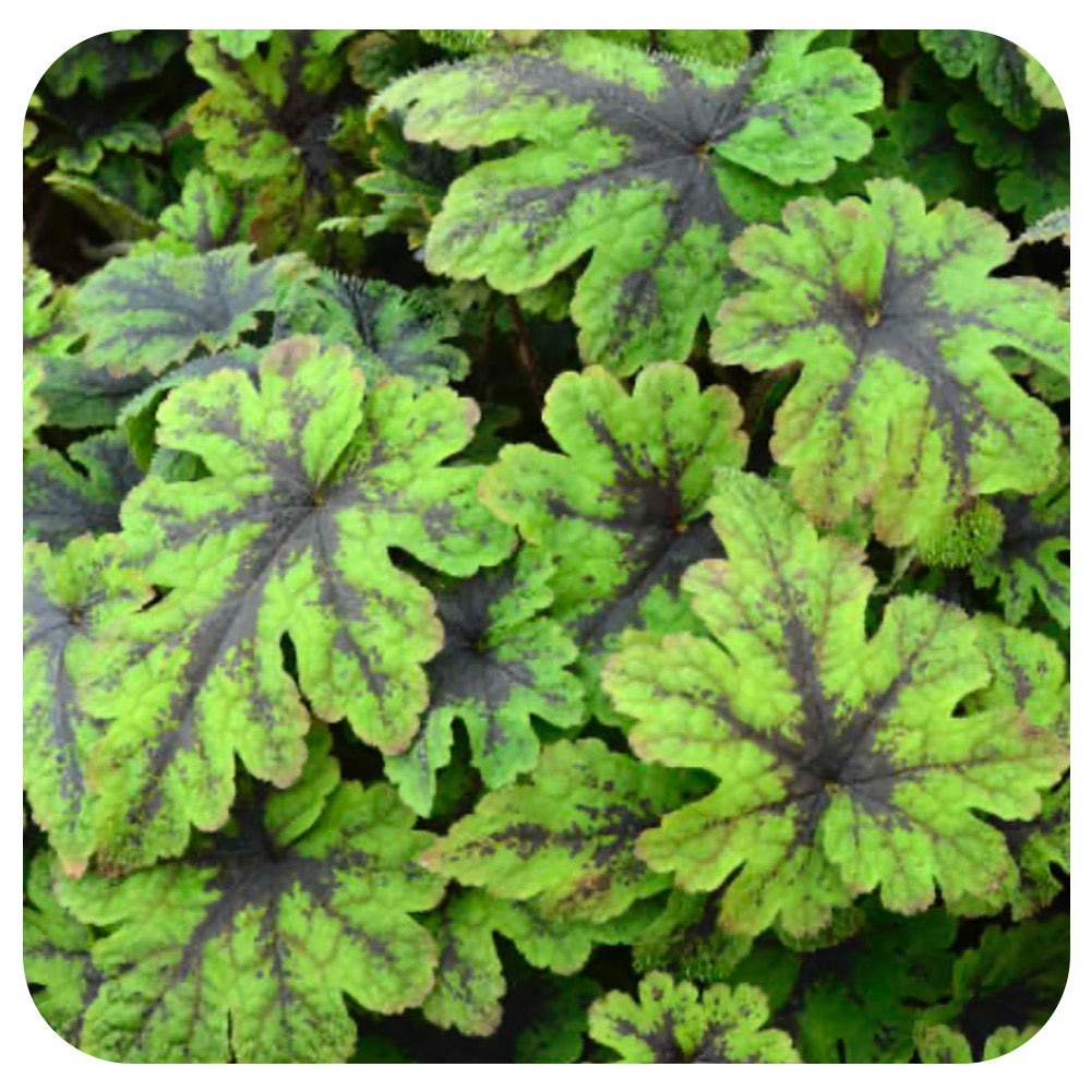 Tiarella 'Fingerpaint' (NATIVE hybrid)