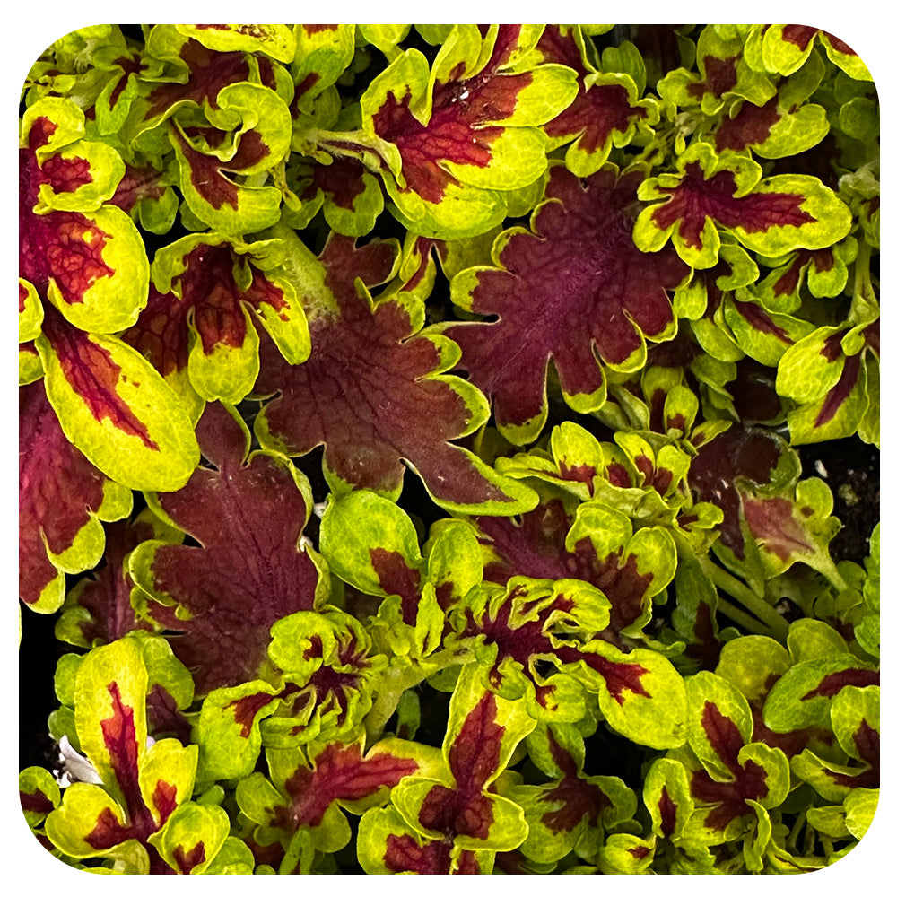 Coleus