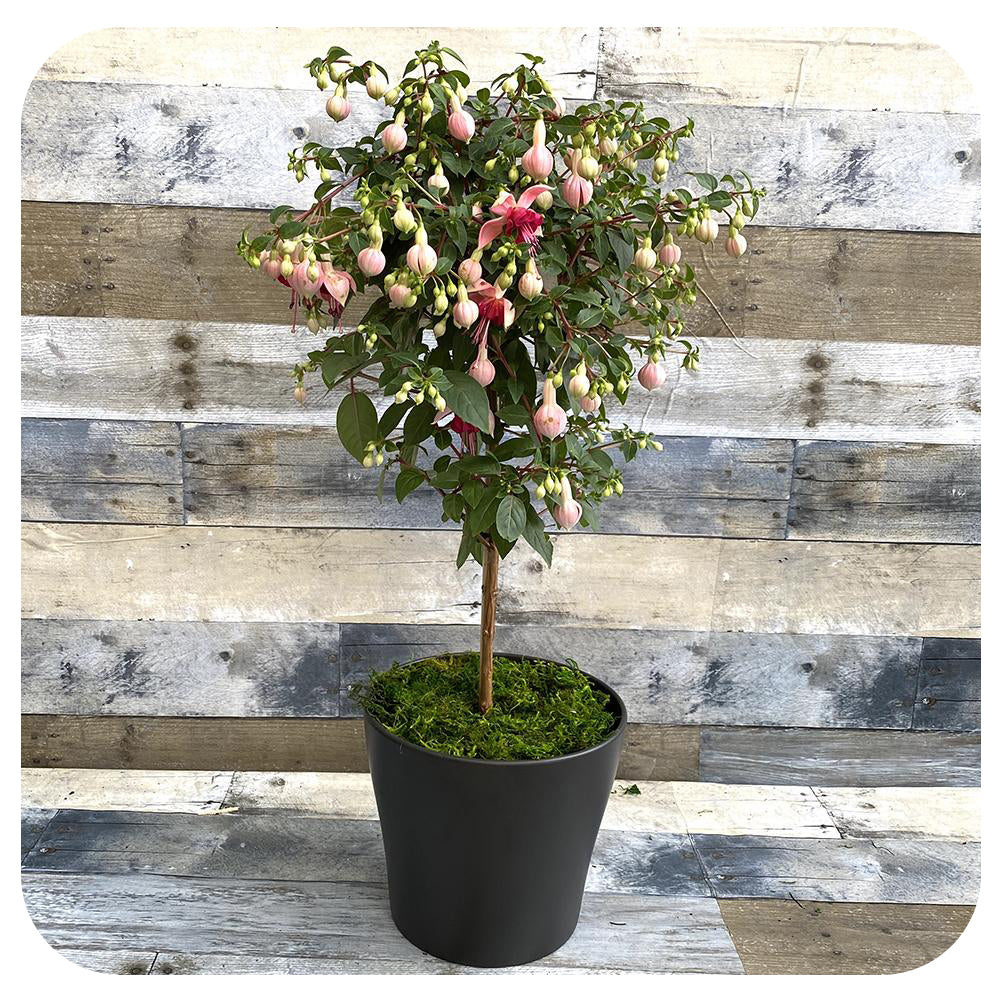 Fuchsia Tree
