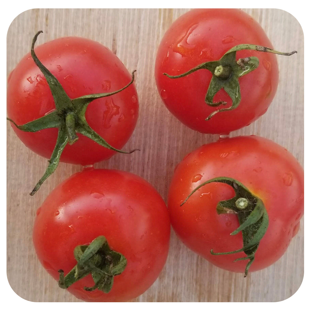 Gardener's Delight CHERRY Tomato (VickI's Veggies Heirloom Organic)
