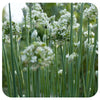 Garlic Chives