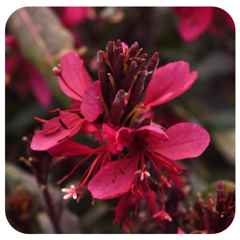 Gaura 'Belleza Dark Pink"