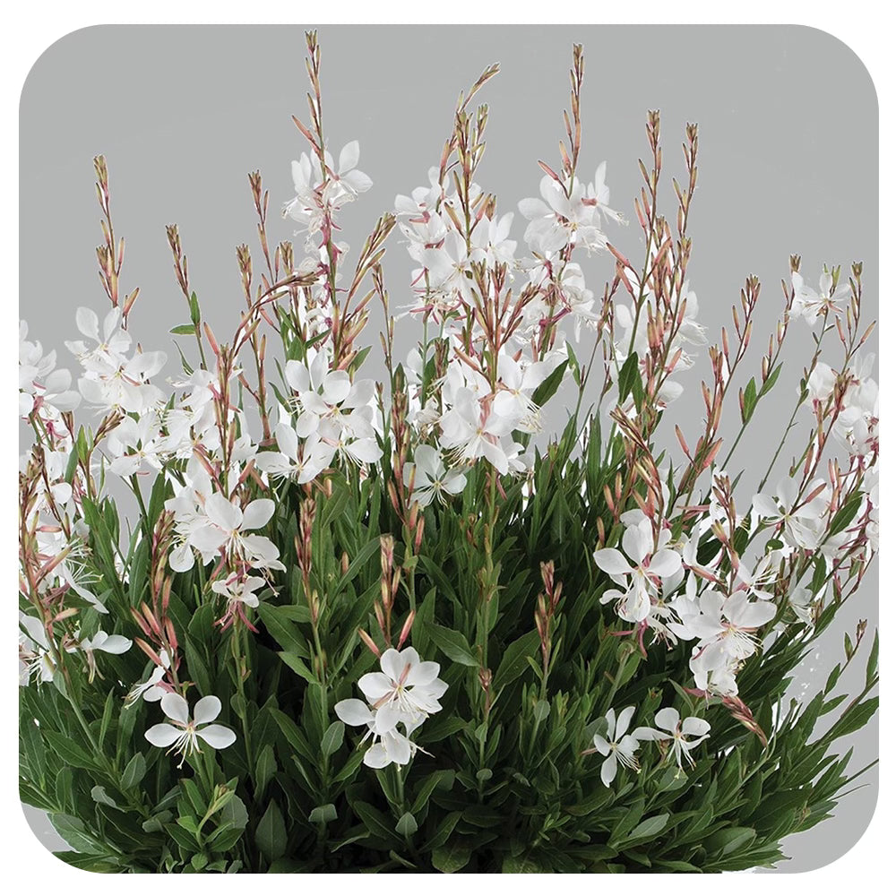 Butterfly Gaura 'Steffi White' Gaura lindheimeri