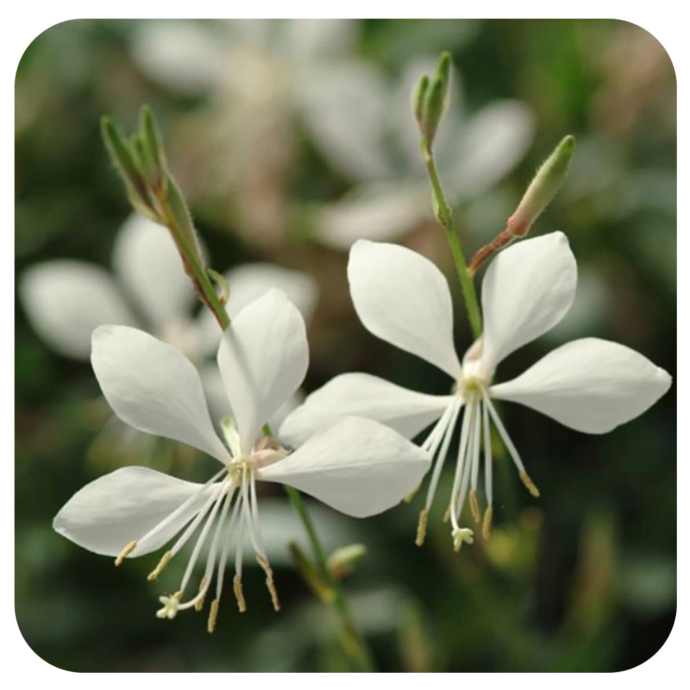 Gaura (Annual)