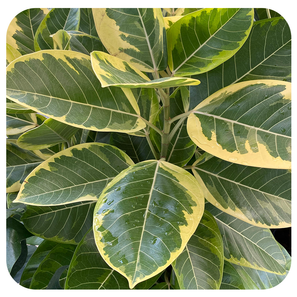 Ficus Altissima Yellow Gem