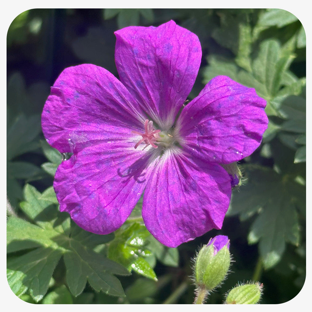 Geranium 'Purple Glow' -  Geranium sanguineum (Cranesbill)
