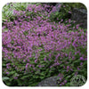 Dwarf Cranesbill / Geranium cantabrigiense Cambridge