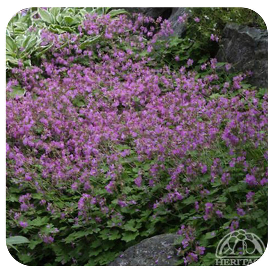 Dwarf Cranesbill / Geranium cantabrigiense Cambridge