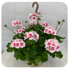 Geranium Hanging Baskets - Two-tone Light Pink