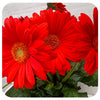 Gerbera Daisy