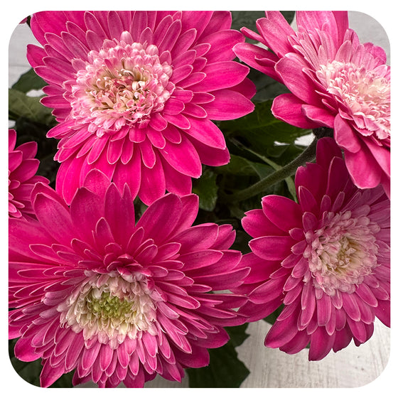 Gerbera Daisy