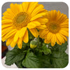 Gerbera Daisy