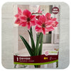 Sprouted Amaryllis Arrangement