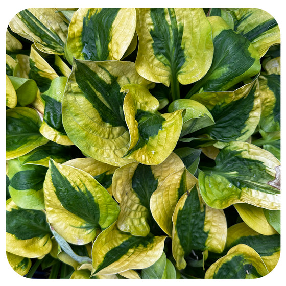 Hosta 'Glad Rags'