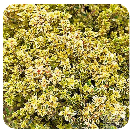 Creeping Golden Lemon Thyme (Thymus × citriodorus ‘Gold Edge’)