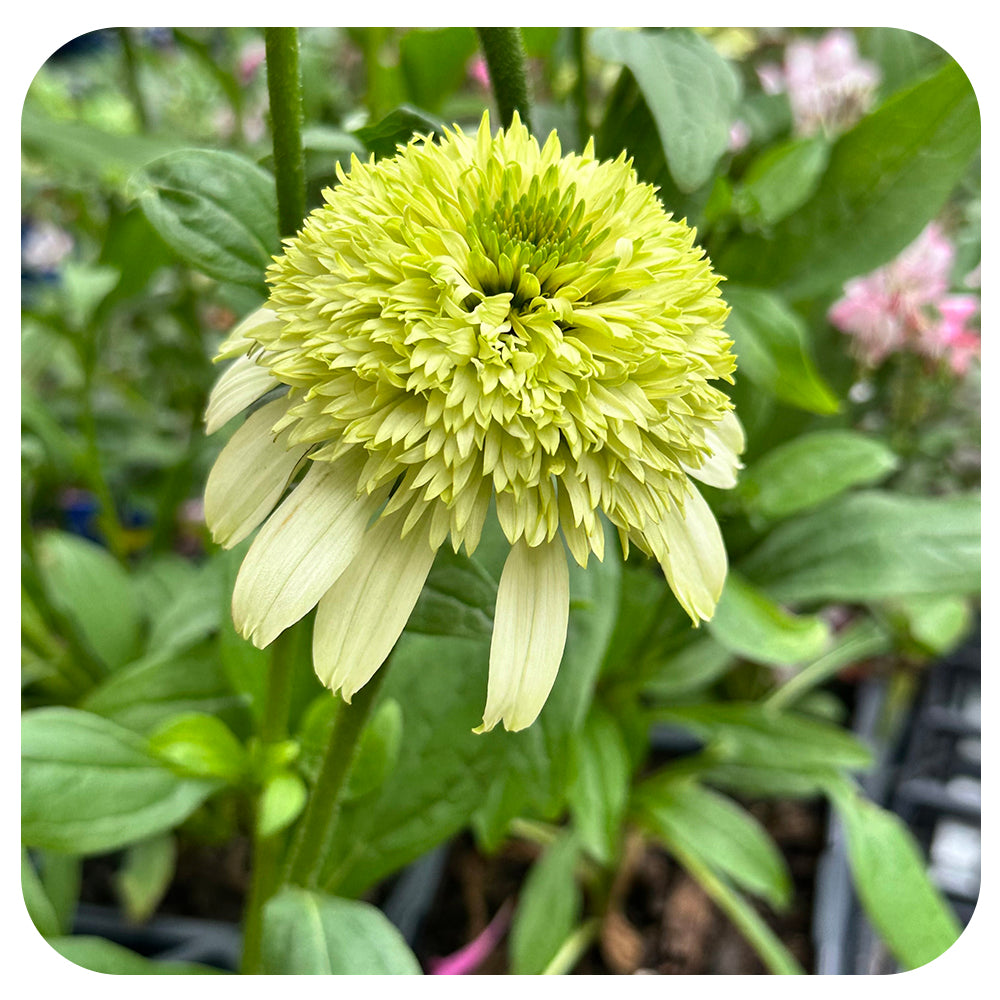Coneflower  Honeydew Cone-Fections (Echinacea)