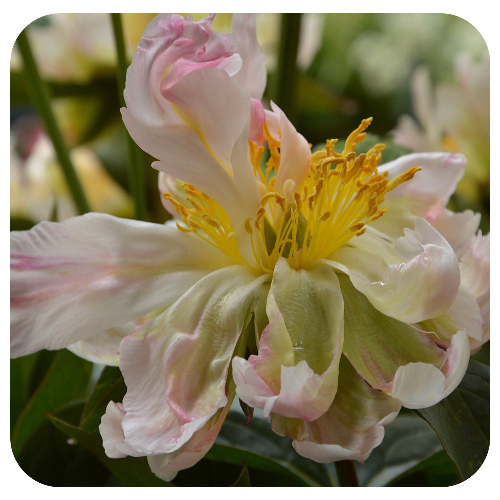 Peony ‘Green Lotus’