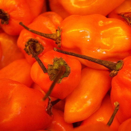 Habanero Pepper (Vicki's Veggies Organic)