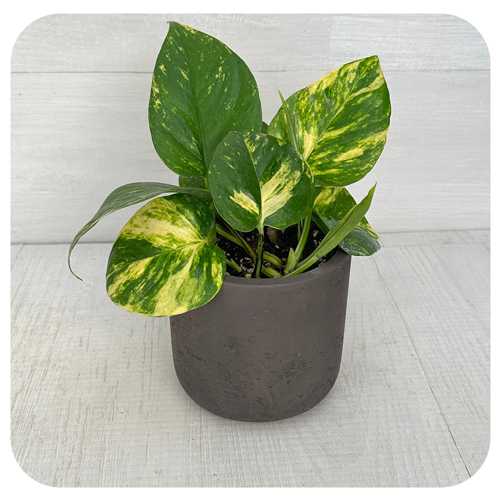 Pothos 'Hawaiian'