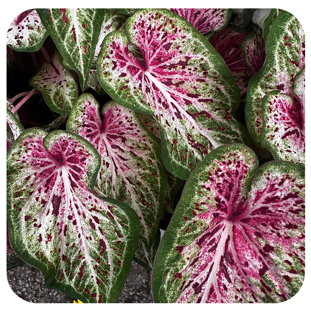 Caladium
