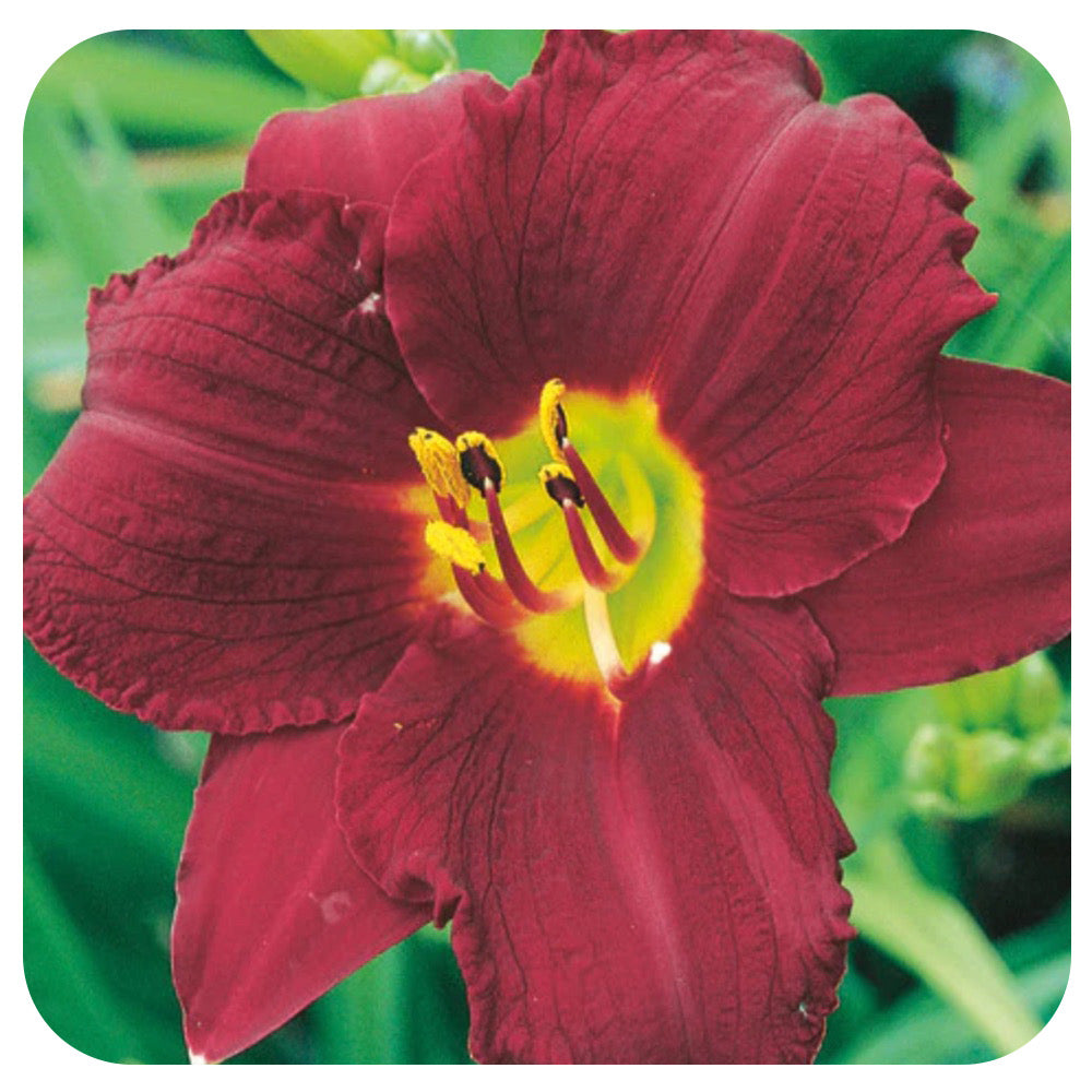Daylily 'Red Hot Returns' (Hemerocallis)