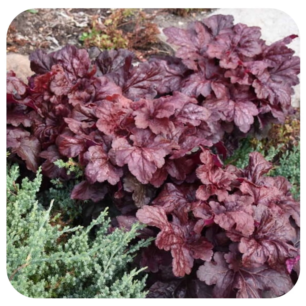 Heuchera ‘Red Dragonf’ (Coral Bells)