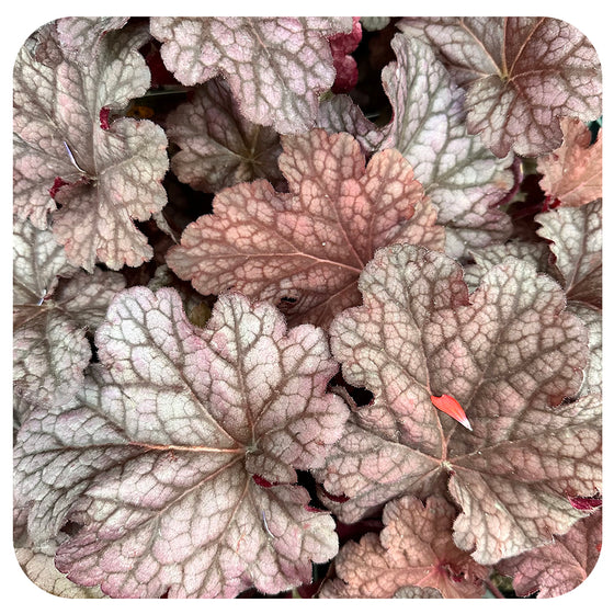 Coral Bells 'Berry Smoothie' (Heuchera)